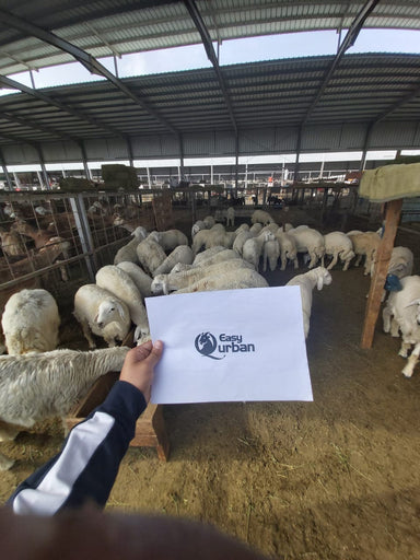 Qurban Makkah - Goat (Kambing) - Muslim Lifestyle Marketplace | esouq.co